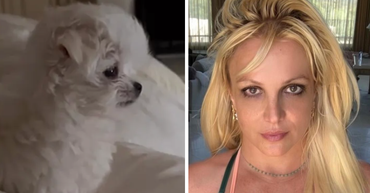 Britney Spears Slammed By PETA After Posting Puppy Video
