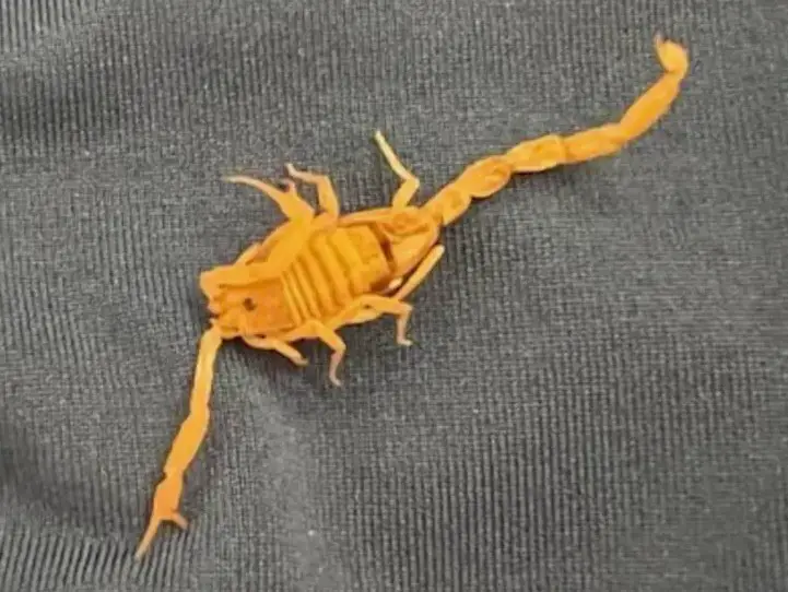 Guest At A Las Vegas Hotel Gets Stung In The Balls By A Scorpion