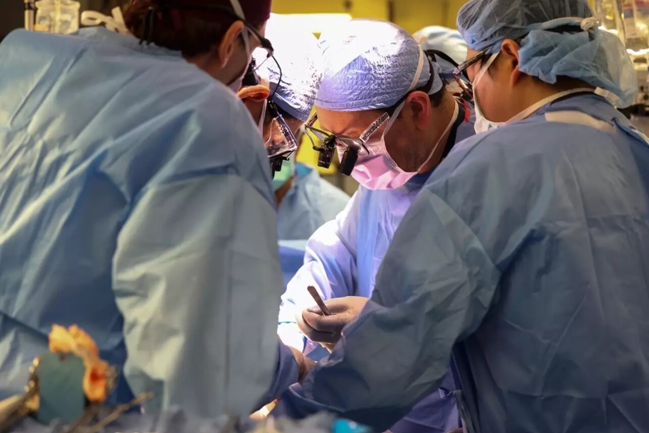Pig Kidney Transplanted Into Human Successfully For First Time in Groundbreaking New Procedure