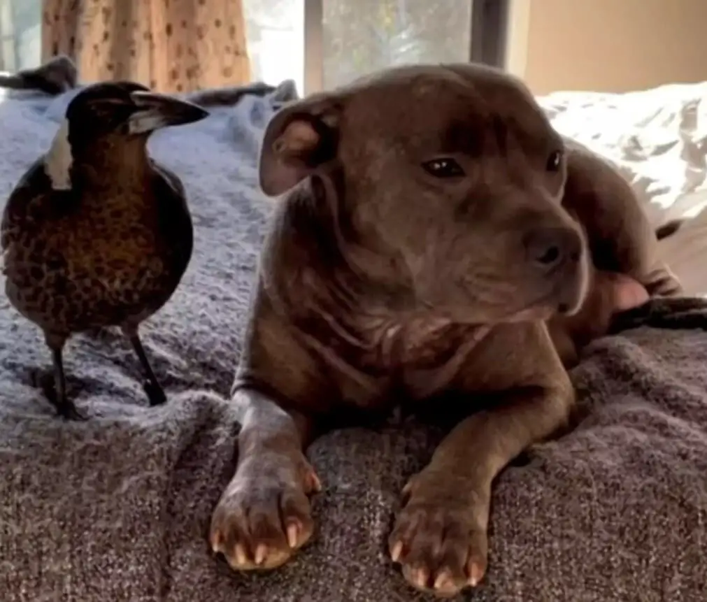 Major Update in Efforts to Reunite Magpie Molly With Her Dog Best Friend