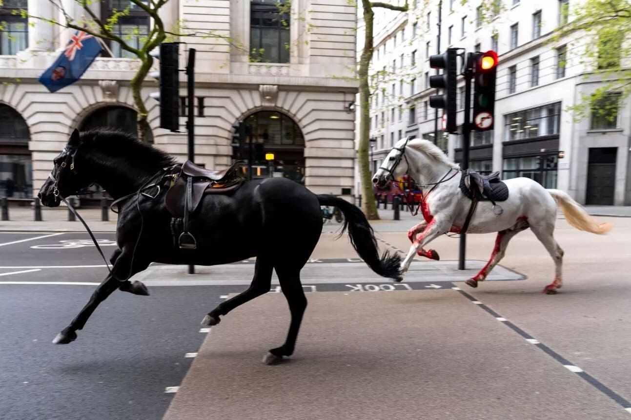 Blood-Covered Horses Ran Wild Through London, One Soldier Injured