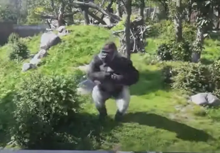 Woman Paid The Price For Smiling At Gorilla In Enclosure