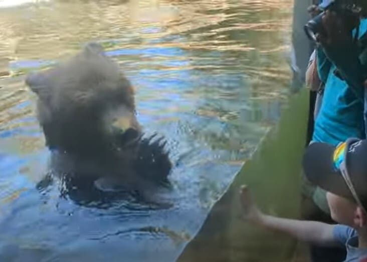 Children Watch in Horror as Bear Eats Ducks Alive at Seattle Zoo