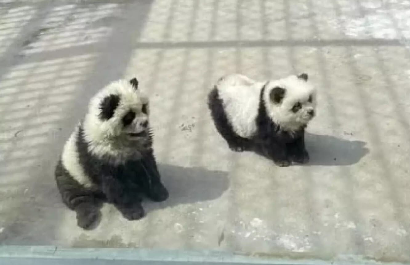 Chinese Zoo Defends ‘Panda’ Exhibit After Allegedly Using Color Dyed Dogs