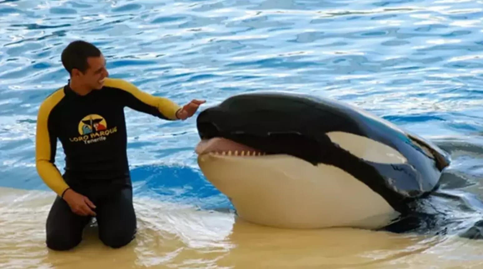 Tragic Video Shows Sea World Trainer Performing With Orca Before He Was Gruesomely Killed By One