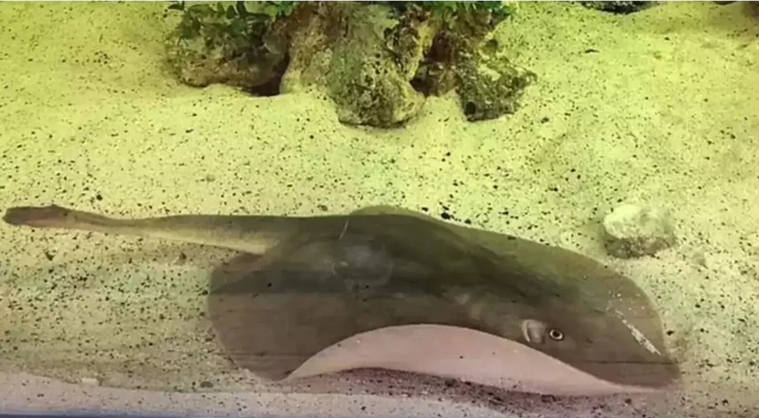 Officials Give Sad Update On Charlotte The Virgin Stingray Who Got Pregnant By Herself
