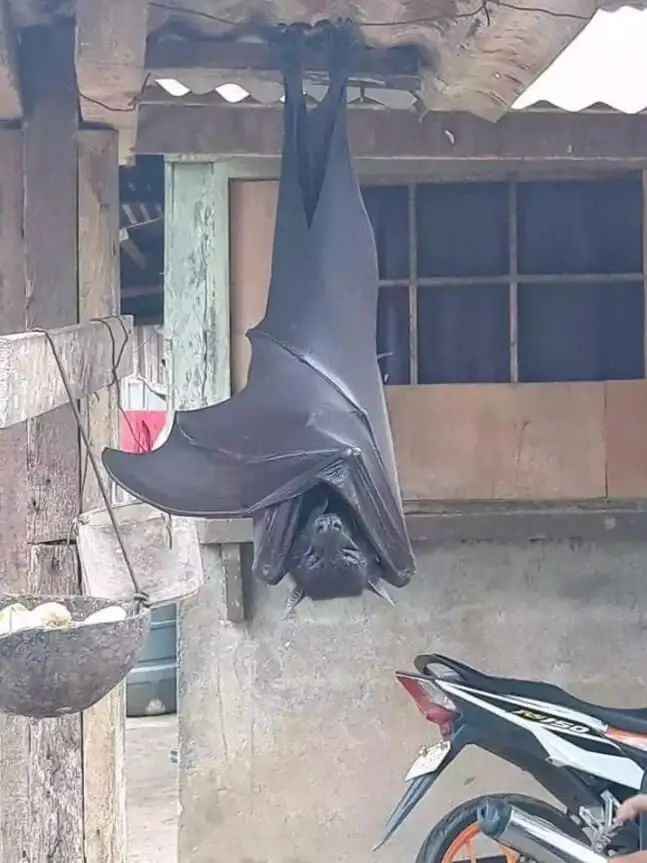 This Viral Photo Of A Human Sized Bat Is Real