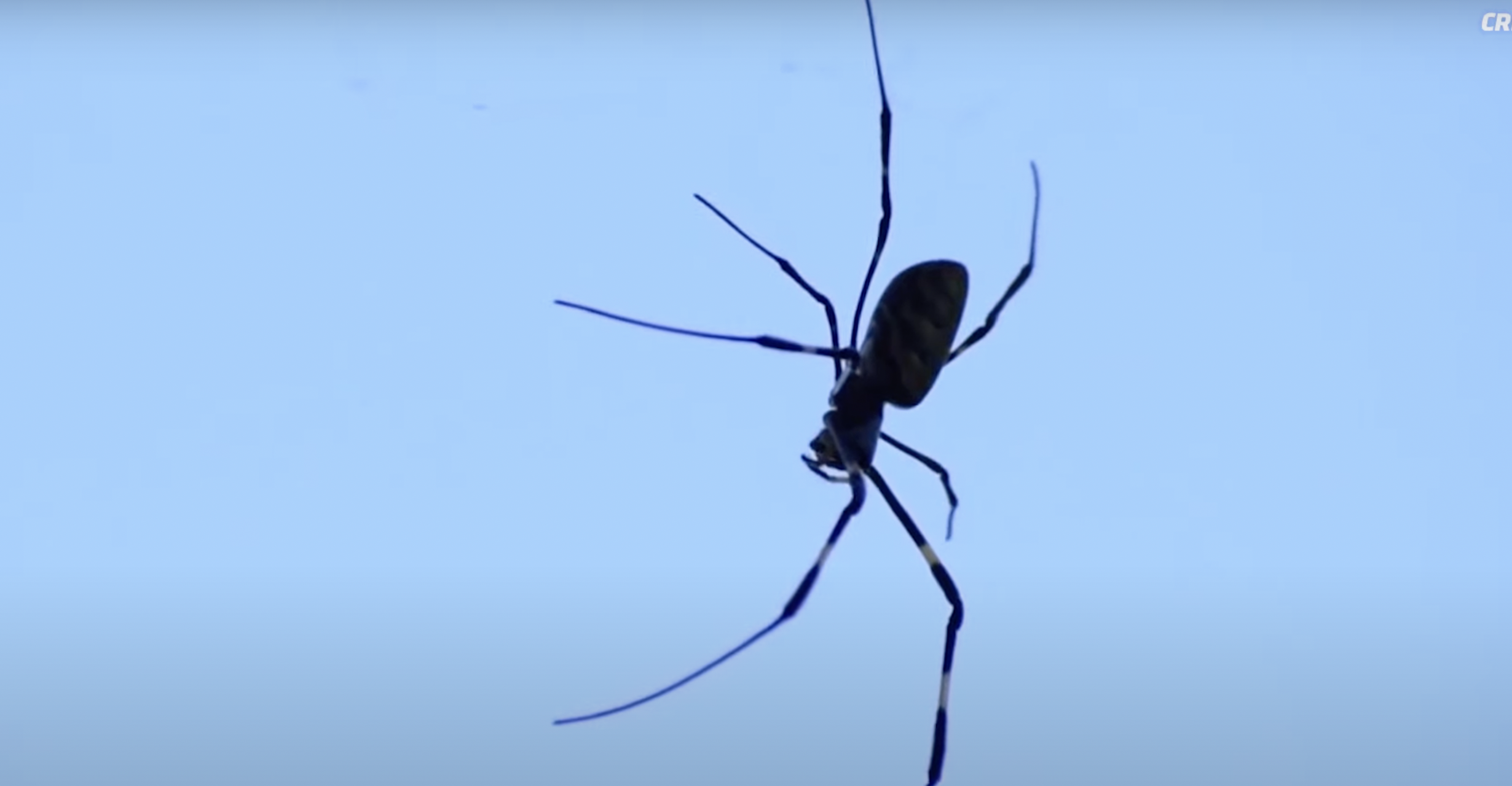Giant Venomous Flying Spiders Invading New York