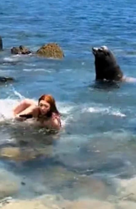 Girls Get Chased By Sea Lions On Beach After Getting Too Close