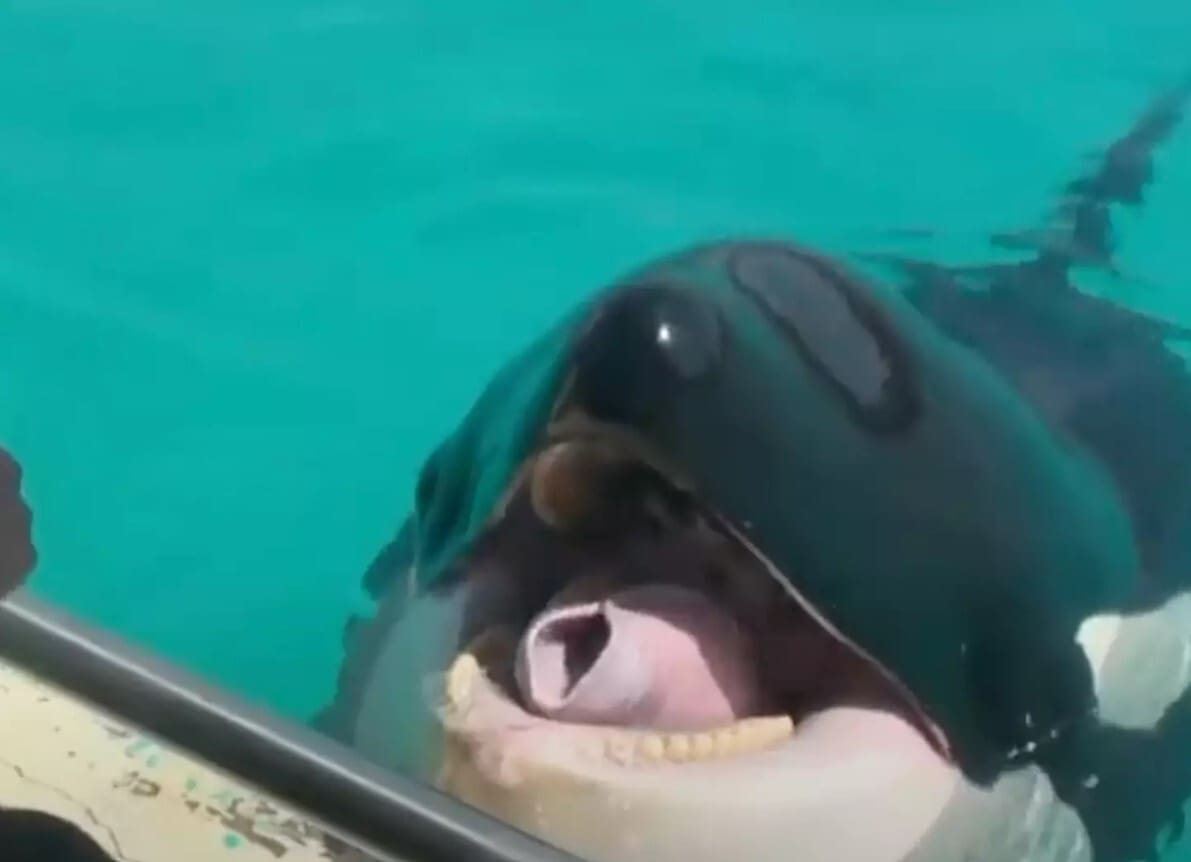 Eerie Video of Orca Imitating Human Speech Is Creeping People Out