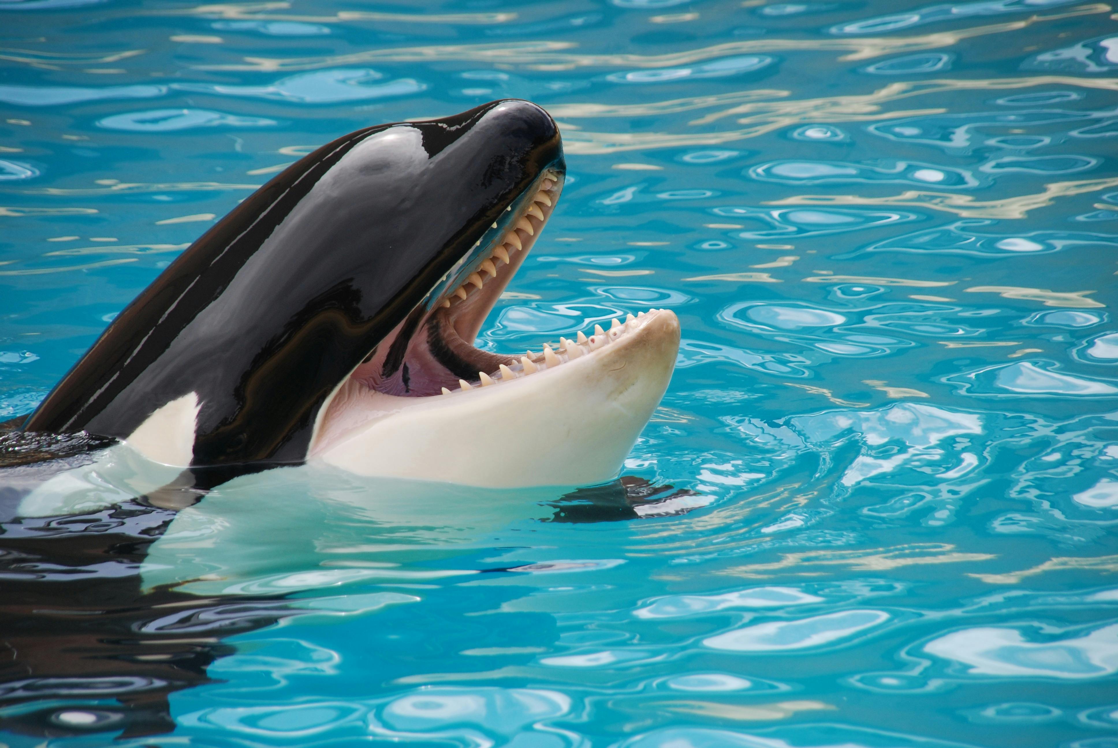 Creepy Recording Of Orcas Imitating Human Speech Leaves People Amazed But Terrified
