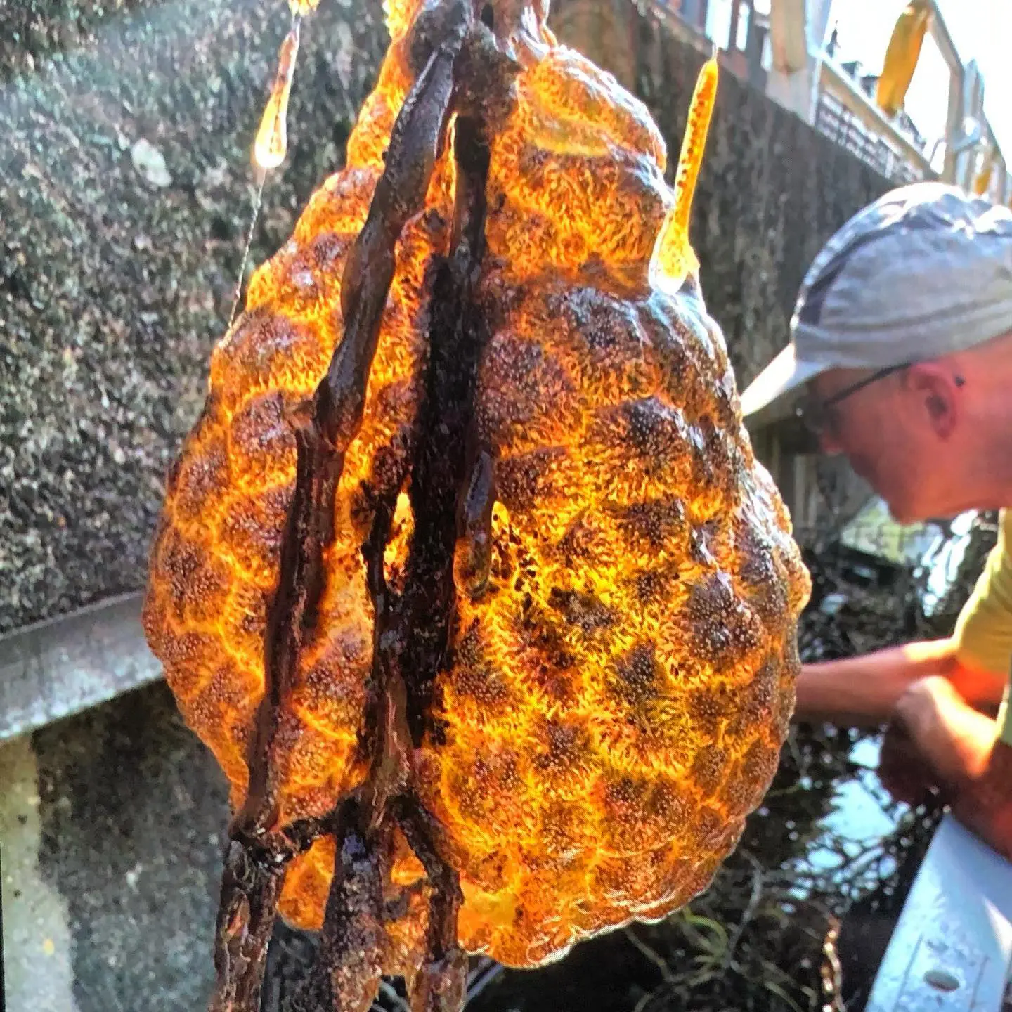 Slimy Orange ‘Alien Egg Pods’ Discovered In River And They’re ‘Spreading Rapidly’