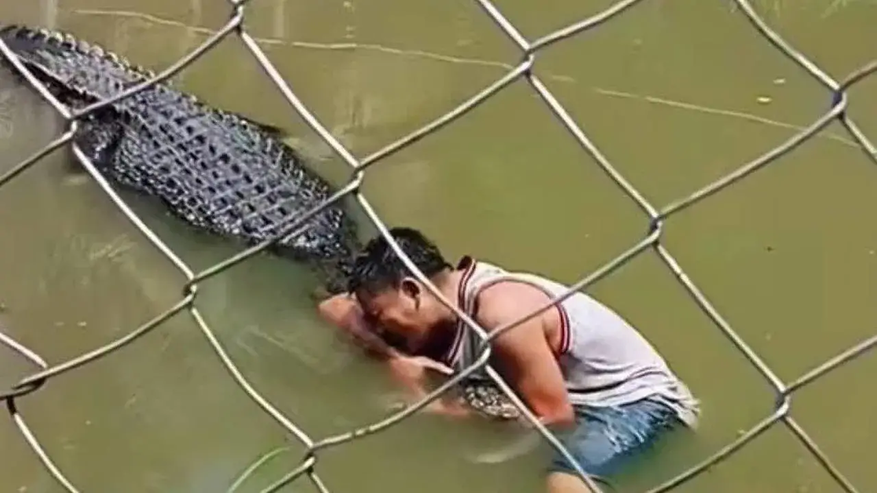 Horrific Footage Shows Moment Tourist Is Attacked By Crocodile After Climbing Into Enclosure